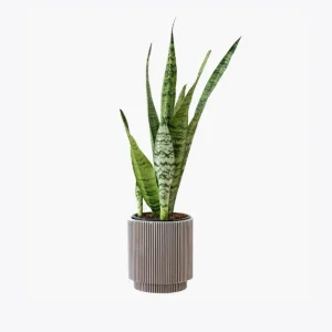 product-image-6_optimized